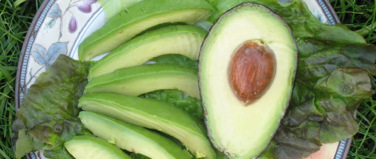Aguacate