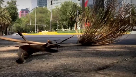 Palmera en el suelo.jpeg