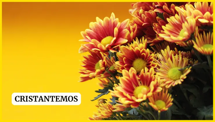 Plantas