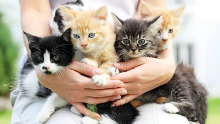 las razas de gatos consideradas como las más hermosas