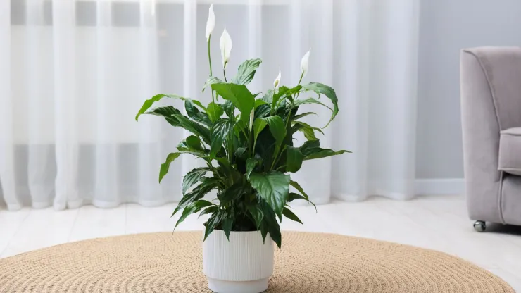 plantas