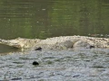 galerçia de fotos de los cocodrilos en Jalisco y Nayarit