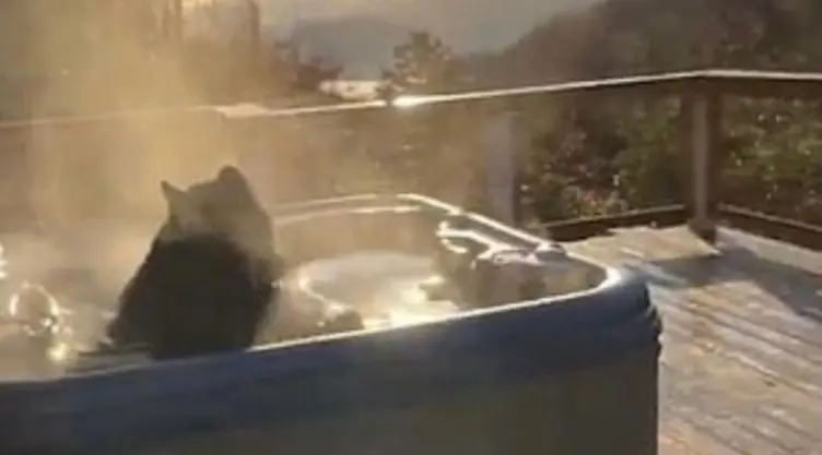 video-oso-invade-casa-toma-bano-caliente-jacuzzi.jpg