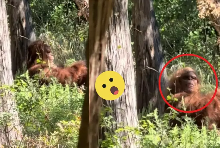 CAPTAN A PIE GRANDE EN UN BOSQUE