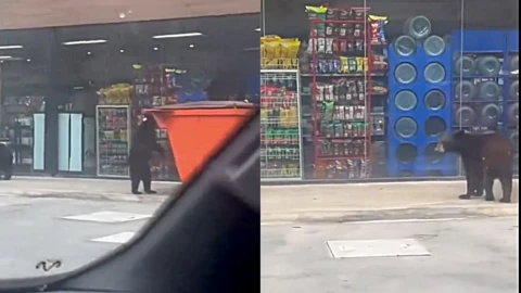 Osos son captados en un Oxxo en Monterrey