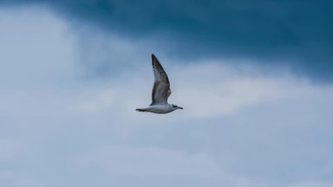 Accidente en Brasil: una avioneta colisionó con un ave en pleno vuelo durante un show en Río.