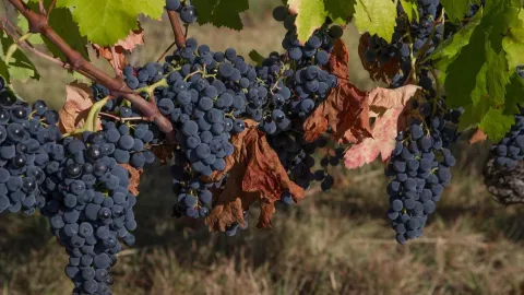 Racimos de uvas