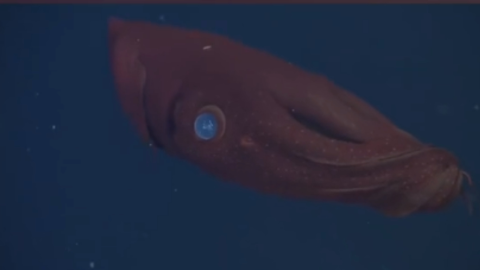 calamar vampiro del infierno