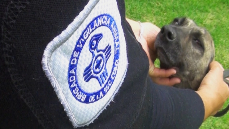 Brigada de Vigilancia Animal CDMX 2021