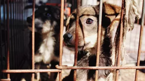 Aumentan penas por delito de maltrato animal en Quintana Roo