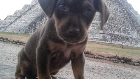FOTO Muere Duke, uno de los perritos guardianes de Chichén Itzá; esto sabemos
