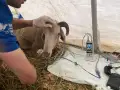 HAYTAP recoge a animales heridos por los incendios en Turquía