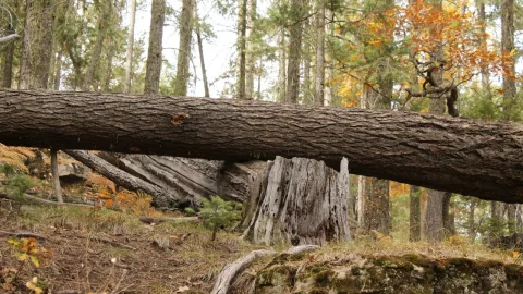 Árbol caído en medio del bosque.
