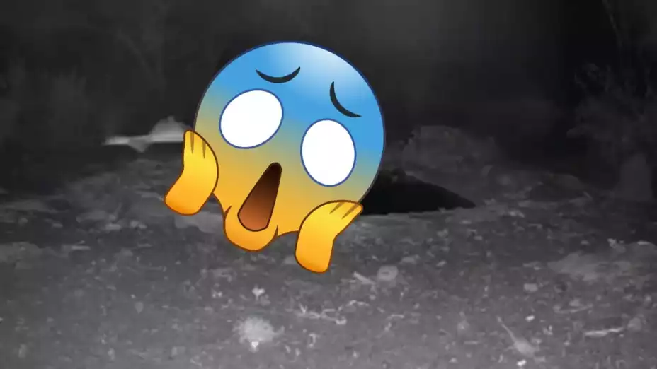 Captan paso de EXTRAÑA criatura por la Reserva de la Biosfera Sierra