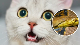 VIDEO_ Horror en Tailandia; pitón de cinco metros rompe techo de casa y devora al gato de la Familia.webp