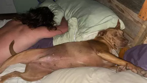 Nala, perrita se escapa de casa y duerme con los vecinos