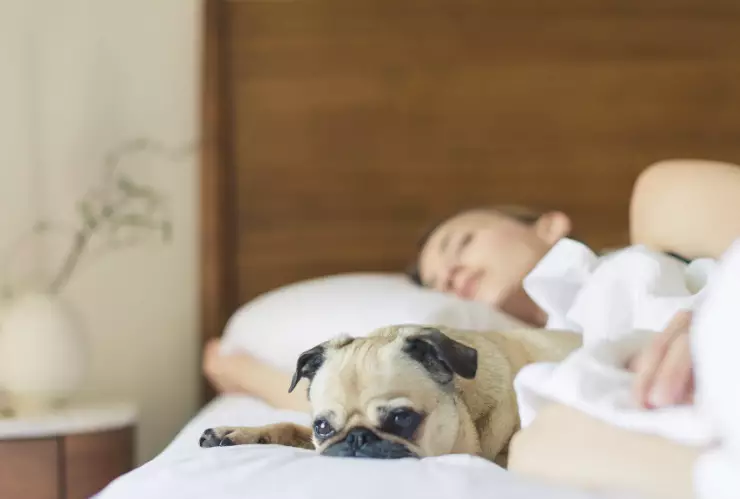 Dormir con perros puede ayudarte a descansar mejor