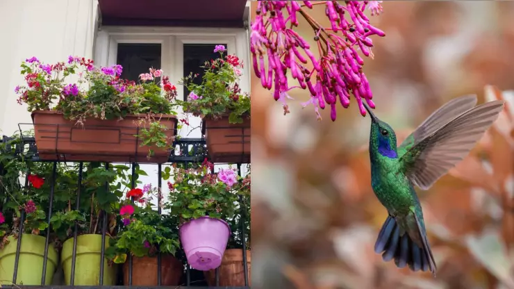 /estilo-de/el-secreto-para-convertir-tu-balcon-o-jardin-en-un-santuario-de-colibries
