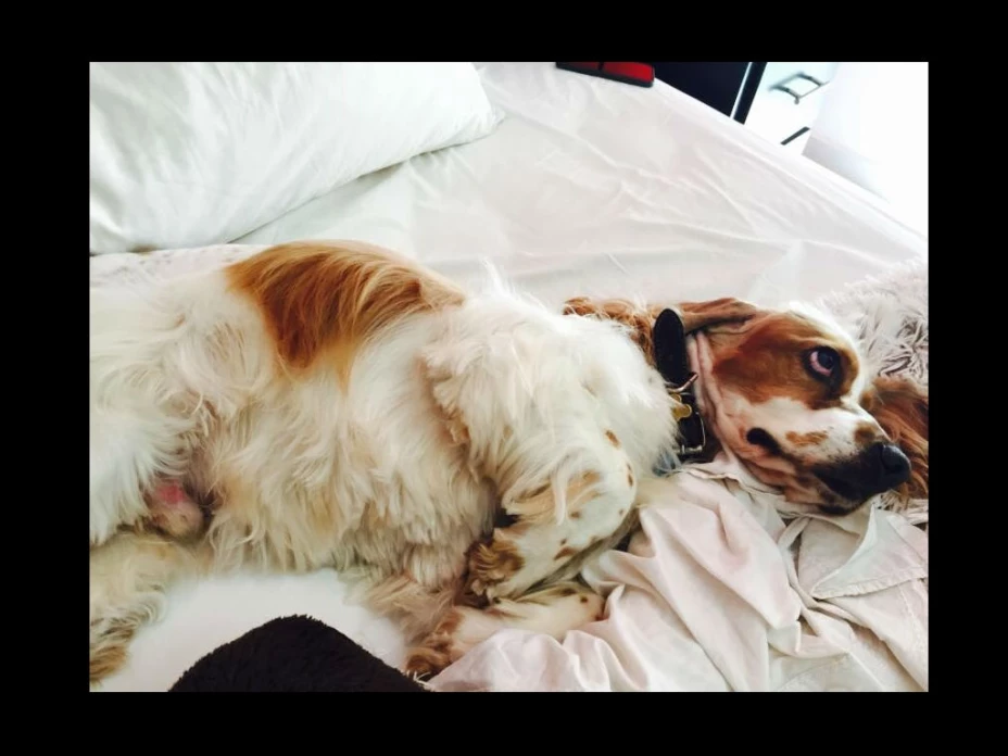 ‘Lady Veterinaria’, quema a perro y amenaza a los dueños