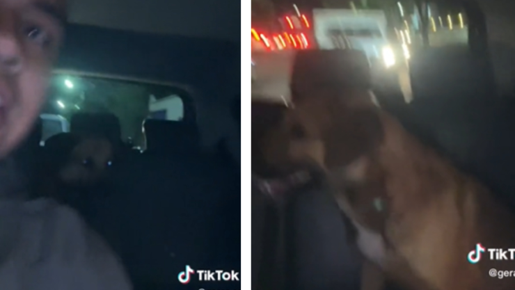 perrito viaja solo en Uber