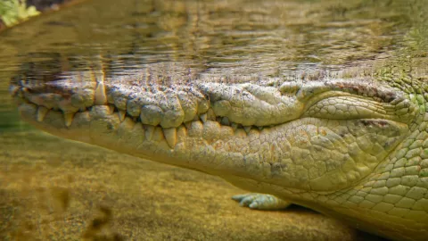 Ataque de cocodrilos en México