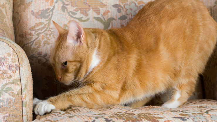 Tips para que los gatos no arañen