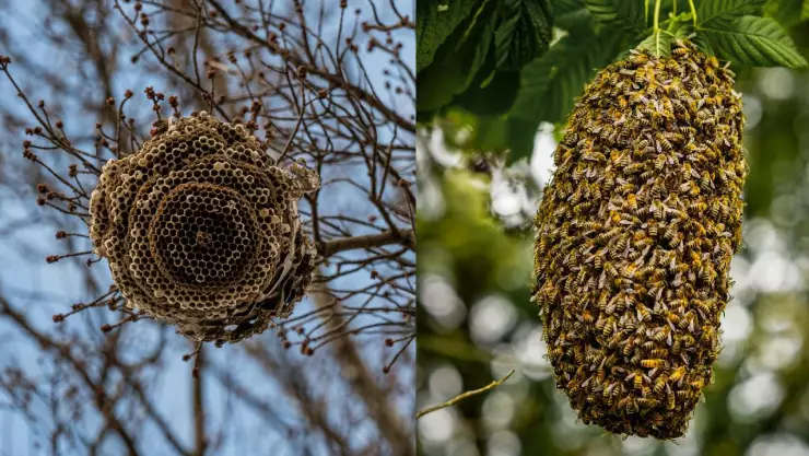 Dónde-reportar-un-panal-de-abejas-en-Torreón.jpg