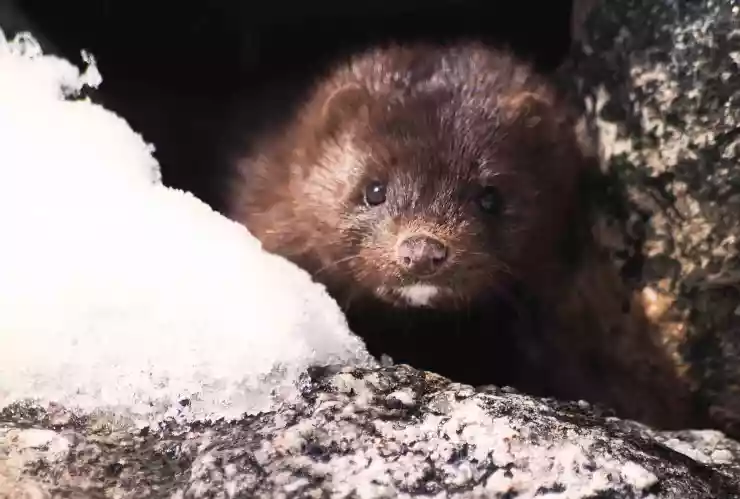 visones sacrificados covid-19.jpg