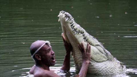 Cocodrilo Poncho.jpg