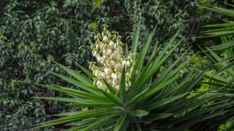 Yuca, la planta que quita la humedad