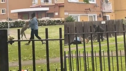 Ataque de perros pitbull en Inglaterra