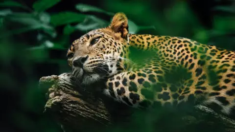 ¡IMPRESIONANTE! Conductor capta a dos jaguares cruzando una carretera