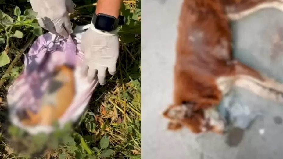san-buenaventura-ixtapaluca-envenenan-perritos-gatitos-exigen-justicia