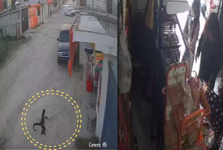 Mono araña muerde a una mujer en una tienda de Comitán; recibió vacuna antirrábica