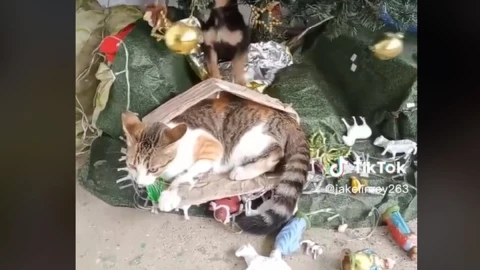 mascotas destruyen nacimiento