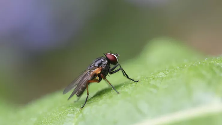 Cómo deshacerme de las moscas sin veneno