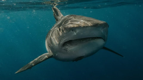 Adolescente es mutilado por tiburón blanco mientras pescaba junto a su padre en Australia