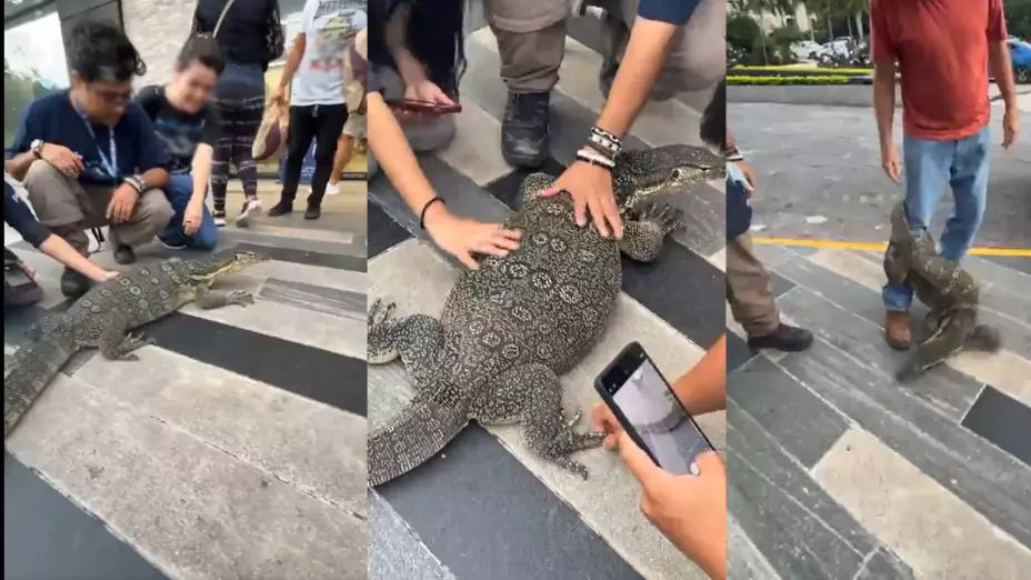 VIDEO_ Hombre pasea a su varano acuático en Playa del Carmen y se viraliza en redes.jpg