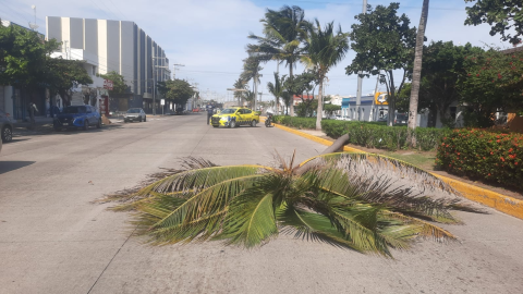 Palmera caída sobre la vía pública