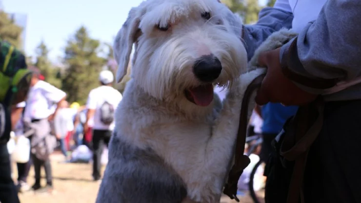 CDMX gana premio por promover cuidado de mascotas