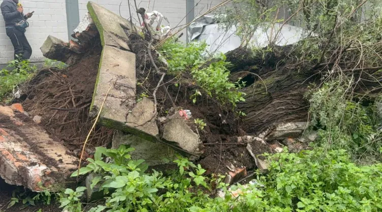 Caída de árbol en la GAM deja un auto aplastado y cierra pasos en unidad peatonal