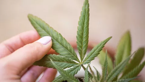 Nueva York entrega las primeras licencias para la venta de mariguana