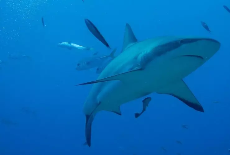 Tiburones, campo magnético, GPS.jpg
