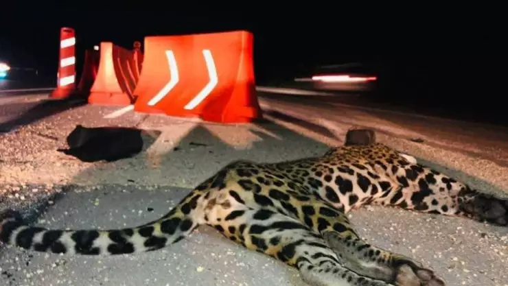 Atropellan a jaguar en la carretera de Playa del Carmen