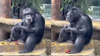 ¡Increíble! Captan a gorila fumando en zoológico ¿Cómo obtuvo el cigarro?