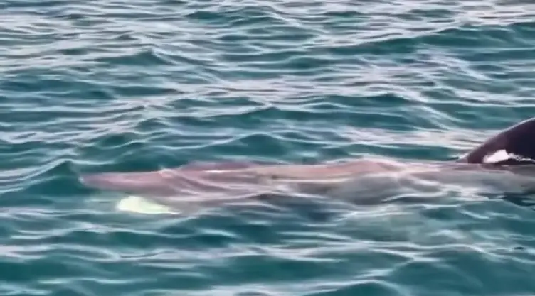 una captura del tiburón peregrino nadando por las aguas californianas.
