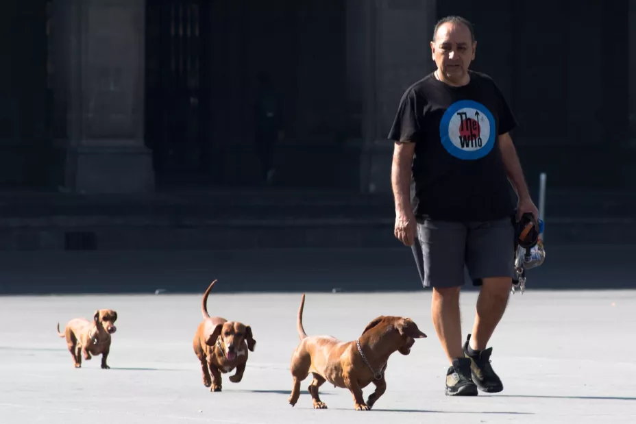 Perros cuartoscuro.jpeg