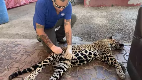Hembra Jaguar estaba embarazada