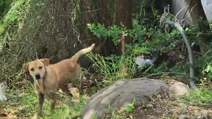 Perros abandonados en el parque Las Riberas en Culiacán..jpg