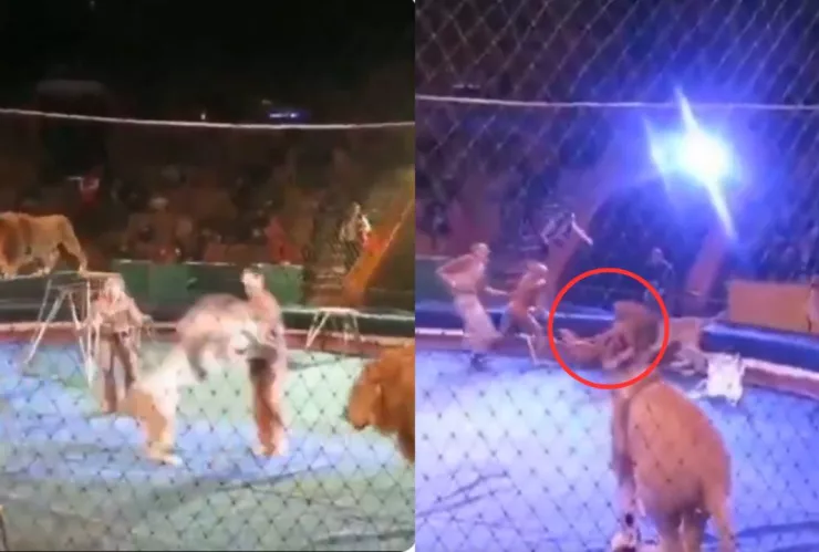 Tenso VIDEO | Domador de leones es atacado por uno y lo somete a punto de quitarle la vida
